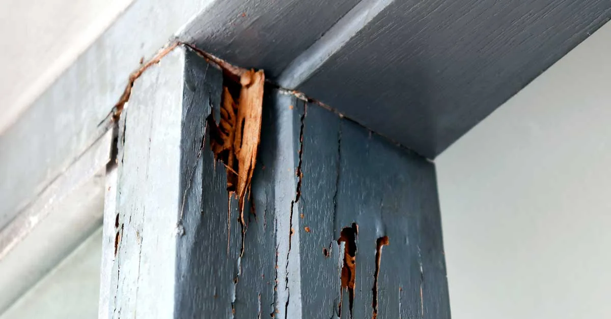 White Ant Repairs in Adelaide